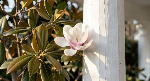 A magnolia blossom on a leafy branch beside a white painted column in soft morning light